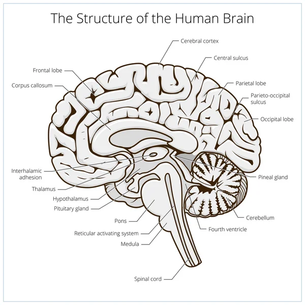 Structure du vecteur schématique de la section cérébrale humaine — Image vectorielle