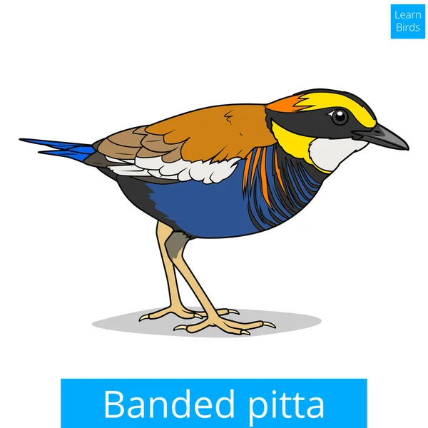 Banded pitta aprender aves vetor de jogo educativo — Vetor de Stock