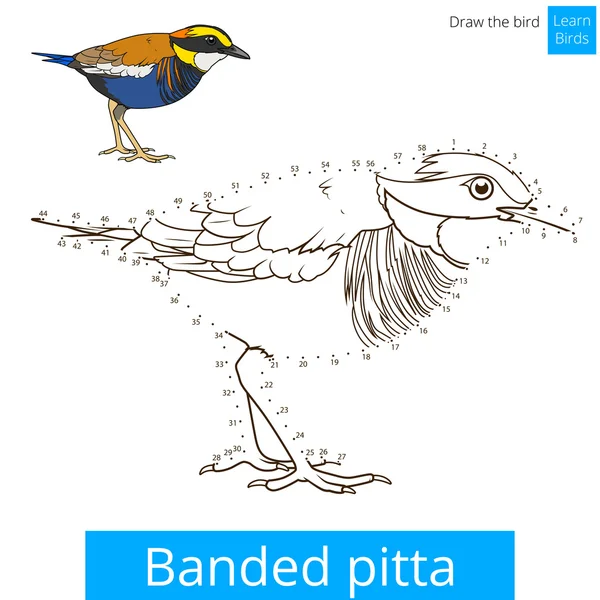 Полосатая птица питта учится рисовать вектор — стоковый вектор