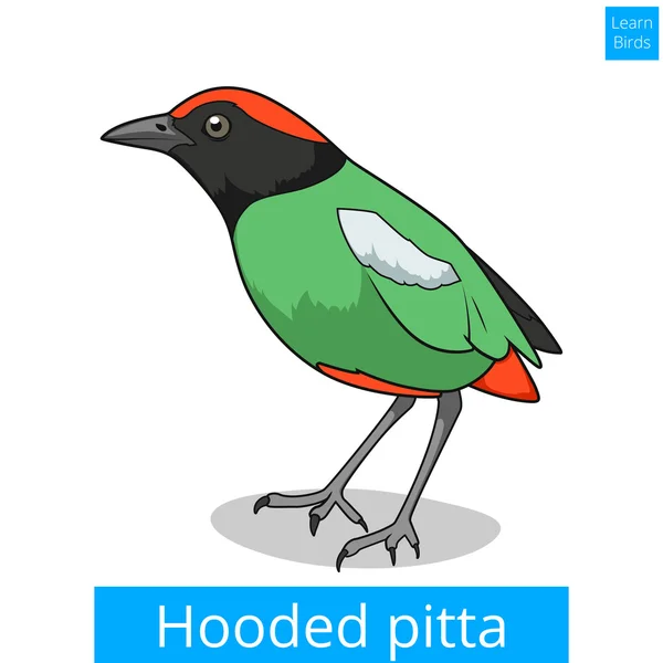 Capuche pitta apprendre les oiseaux vecteur de jeu éducatif — Image vectorielle