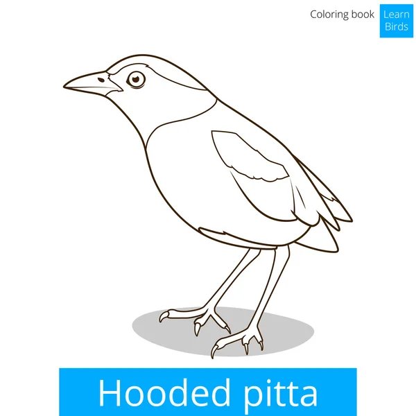 Hooded pitta bird learn birds coloring book vector — Stock Vector