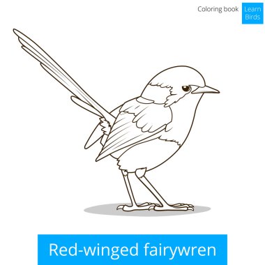 Red winged fairywren bird coloring book vector clipart