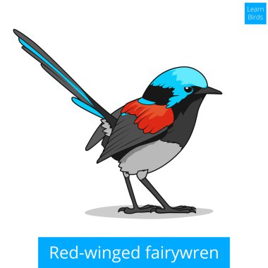 Red winged fairywren bird educational game vector clipart