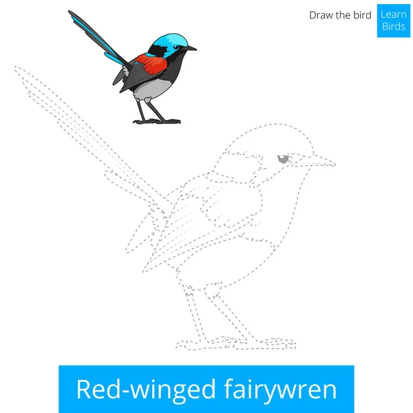 Κόκκινο fairywren φτερωτό πουλί μάθετε να επιστήσω διάνυσμα — Διανυσματικό Αρχείο