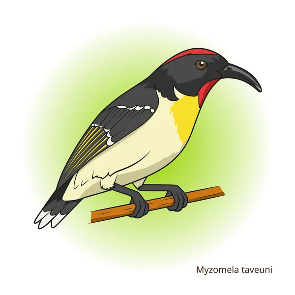 Myzomela taveuni bird educational game vector — Stock Vector