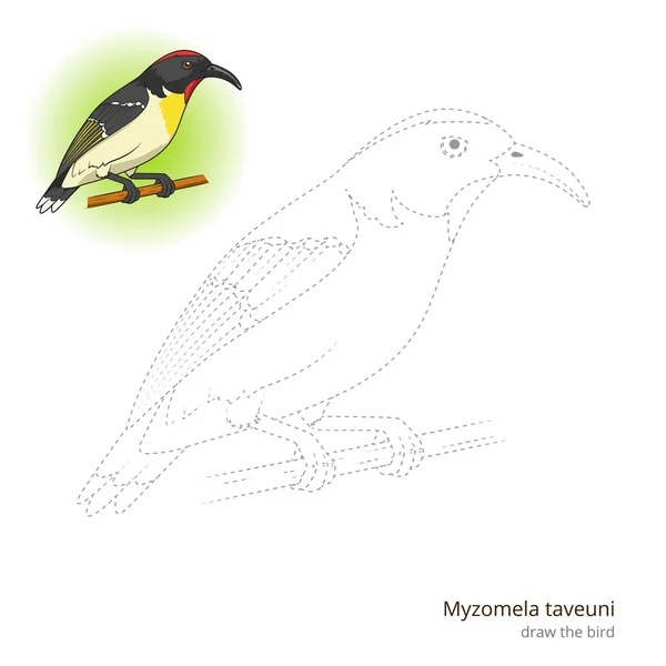 Myzomela taveuni 鸟学会画矢量 — 图库矢量图片