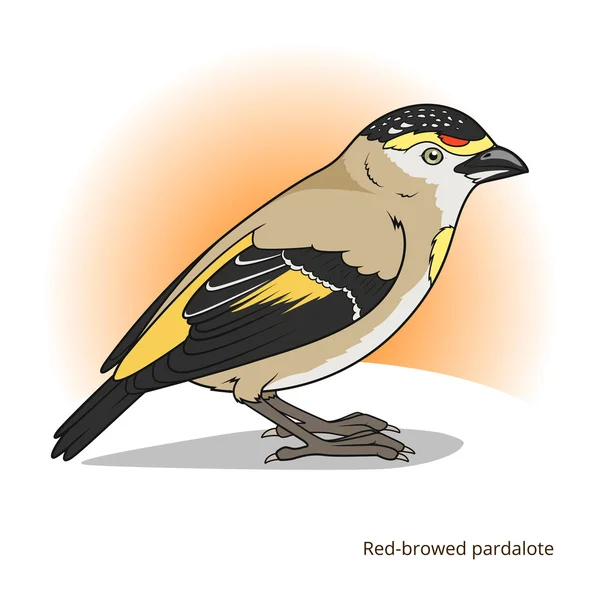 Red browed pardalote bird educational game vector — Stock Vector