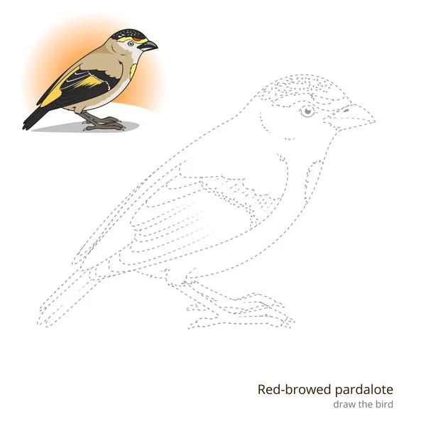 Красный броненосец pardalote птицы научиться рисовать вектор — стоковый вектор