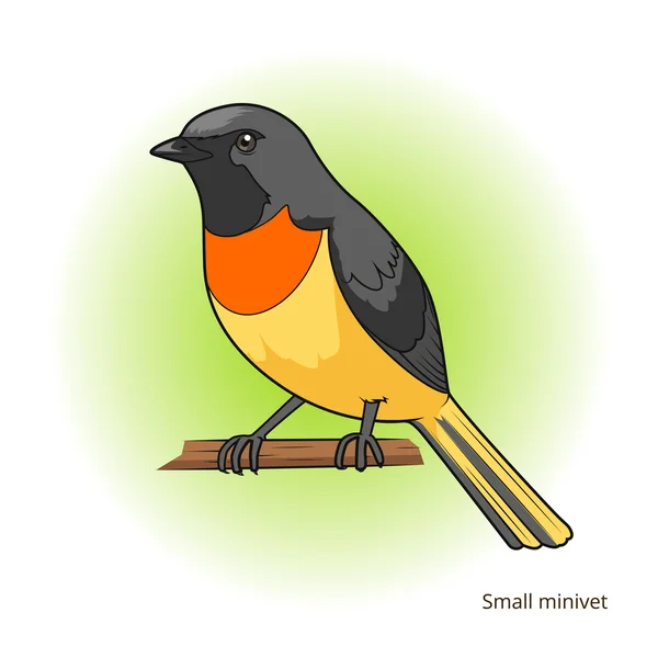 Minivet μικρό πουλί εκπαιδευτικό παιχνίδι διάνυσμα — Διανυσματικό Αρχείο
