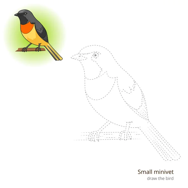 Small minivet bird learn to draw vector — Stock Vector