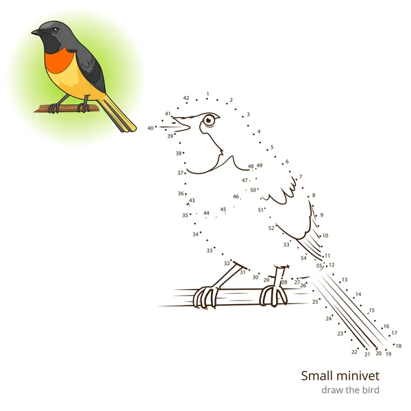 Small minivet bird learn to draw vector — Stock Vector