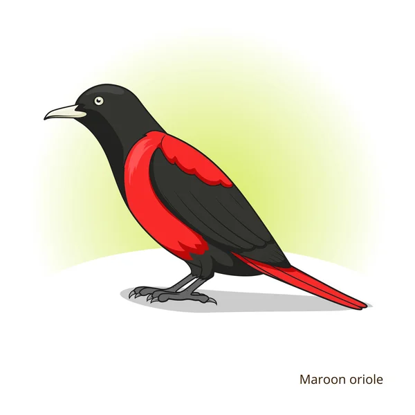 Maroon oriole pássaro educativo vetor de jogo — Vetor de Stock