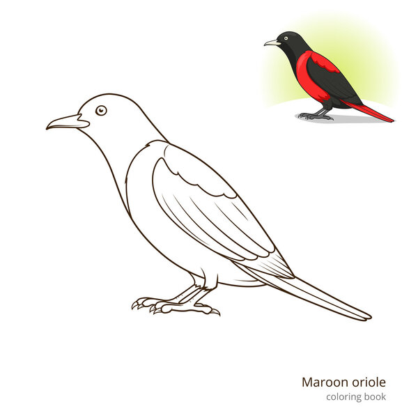 Maroon oriole bird coloring book vector