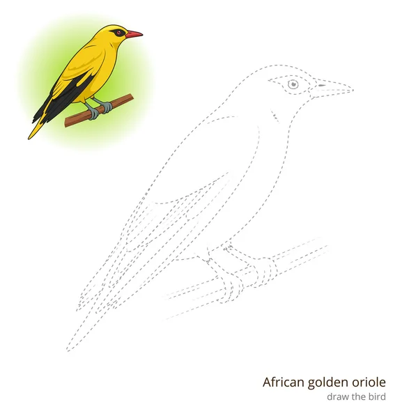 非洲金黄鹂鸟学会画矢量 — 图库矢量图片