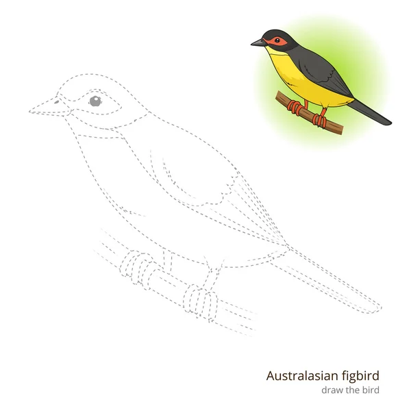 Australasian figubird bird aprender a desenhar vetor —  Vetores de Stock