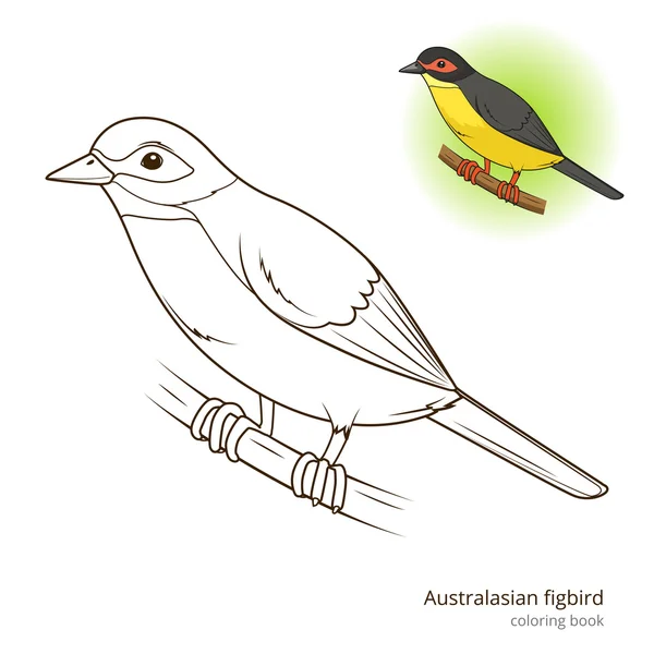 Australasian figbird bird coloring book vector — Stock Vector