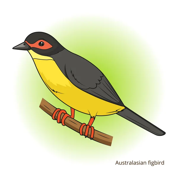 Australasie figbird oiseau jeu éducatif vecteur — Image vectorielle