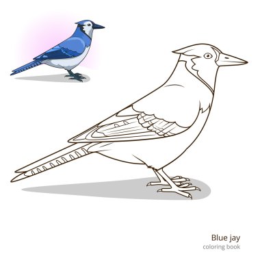 Blue jay bird coloring book vector