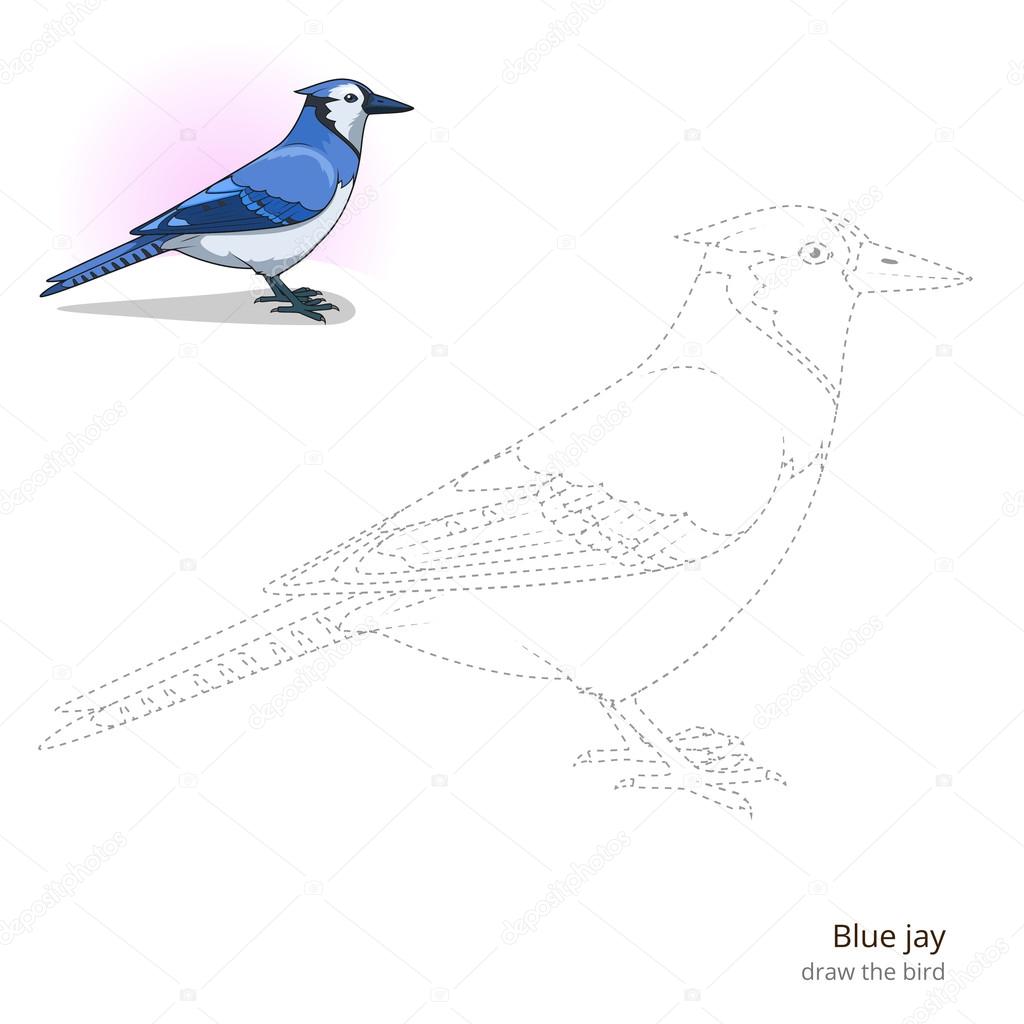Blue jay bird learn to draw vector