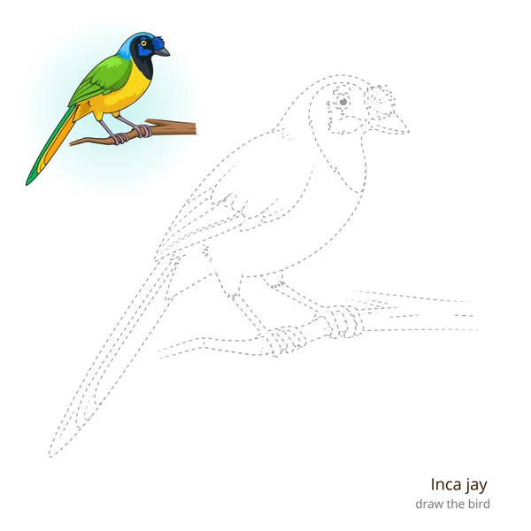Inca jay bird lär dig att rita vektor — Stock vektor
