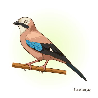 Eurasian jay bird educational game vector