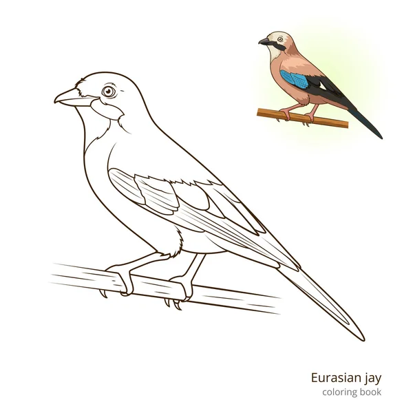 Eurasian jay bird coloring book vector — Stock Vector