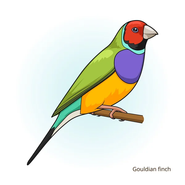 Gouldian finch bird educational game vector — Stock Vector