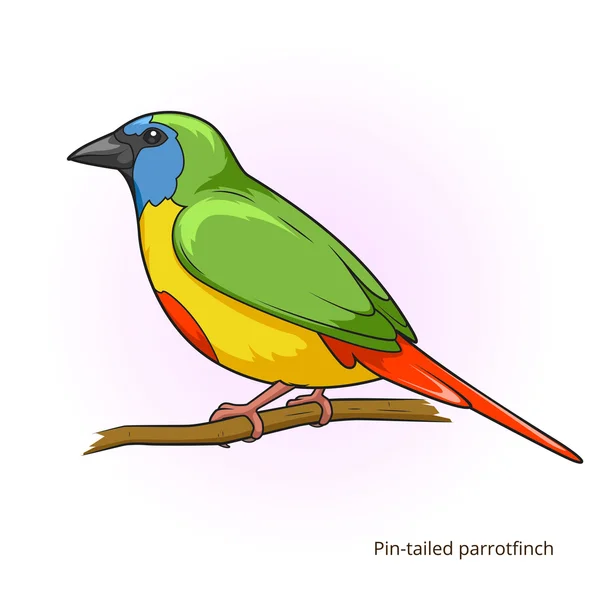 Pin tail parrotfinch bird educational game vector — Stock Vector