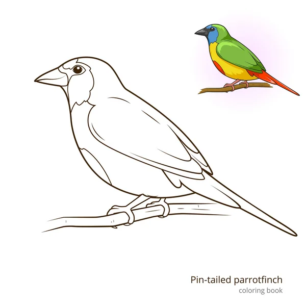 PIN farkú papagájamandina madár színezés könyv vektor — Stock Vector