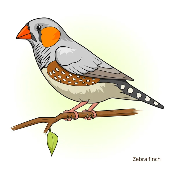 Zebra finch πουλί εκπαιδευτικό παιχνίδι διάνυσμα — Διανυσματικό Αρχείο