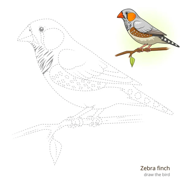 Zebra finch bird learn to draw vector — Stock Vector