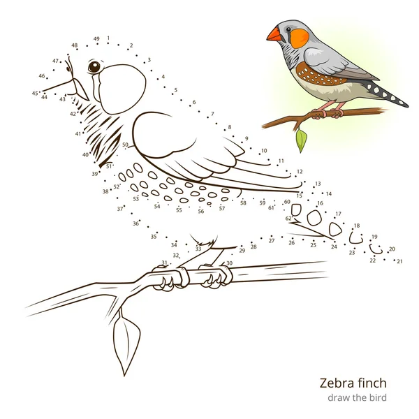 Zebra finch bird aprender a desenhar vetor —  Vetores de Stock