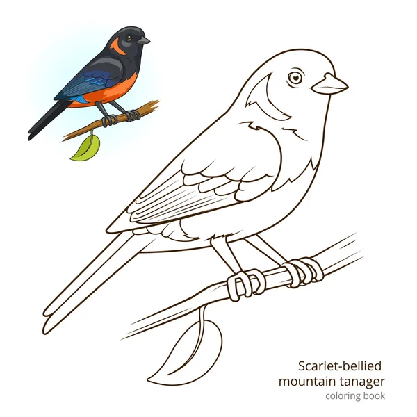 Scarlet bellied mountain tanager color book vector — Stock Vector