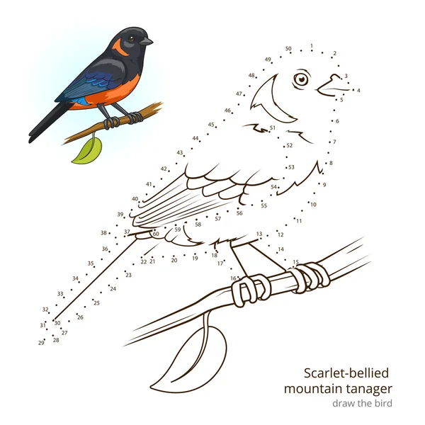 Scarlet bellied mountain tanager draw vector — Stock Vector