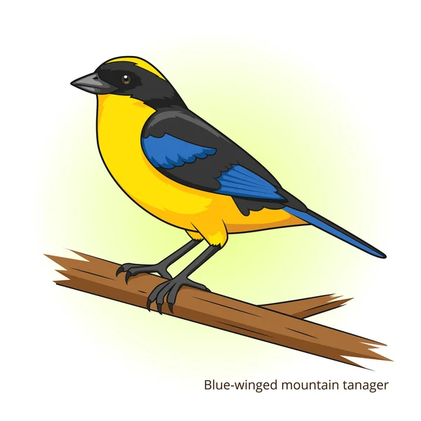 Azul alado montanha tanager pássaro vetor — Vetor de Stock