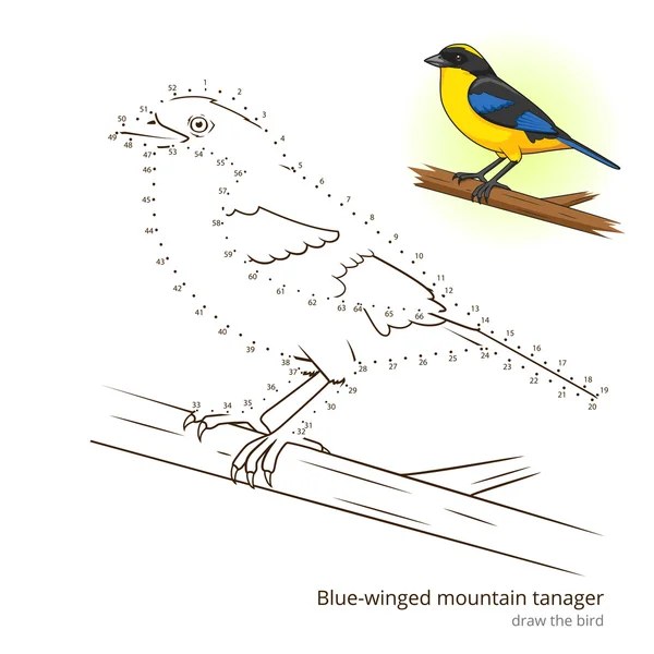 蓝翅的山山雀画矢量 — 图库矢量图片