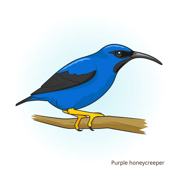 Purple honeycreeper pássaro educativo vetor de jogo — Vetor de Stock