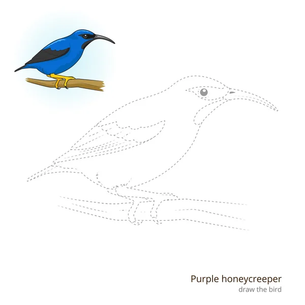紫色 honeycreeper 绘制矢量 — 图库矢量图片