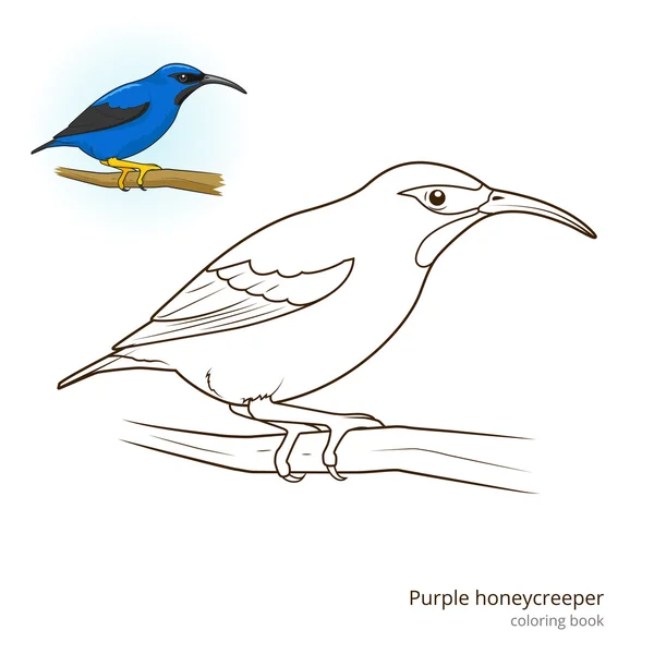 Purple honeycreeper color book vector — Stock Vector