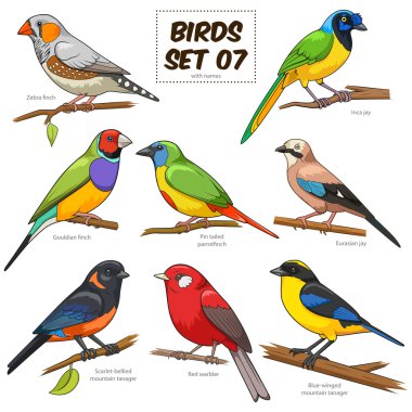 Bird set cartoon colorful vector illustration clipart