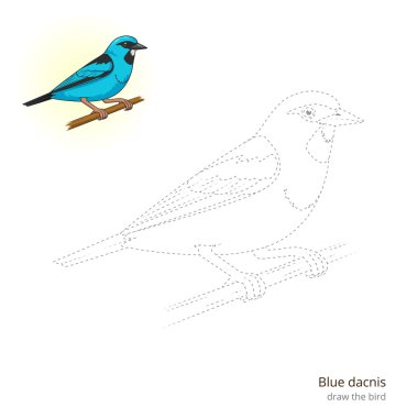 Mavi dacnis vektör çizmek