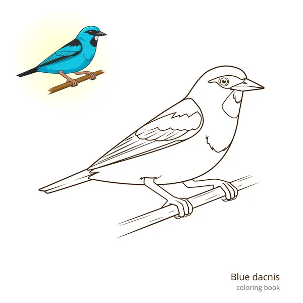 Blue dacnis oiseau vecteur de jeu éducatif — Image vectorielle