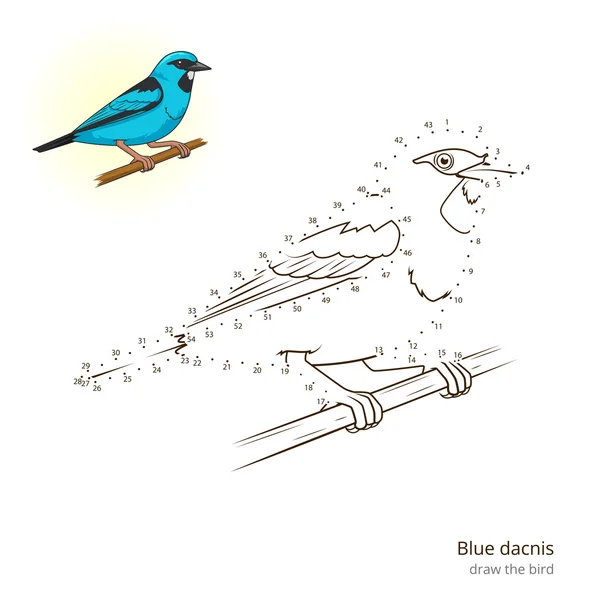 Dacnis blu disegnare vettore — Vettoriale Stock