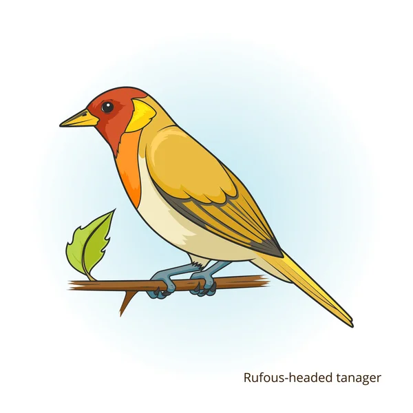 Rufköpfiger Tanager-Vogelvektor — Stockvektor