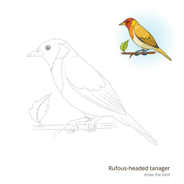 Rufous testa tanager disegnare vettore — Vettoriale Stock