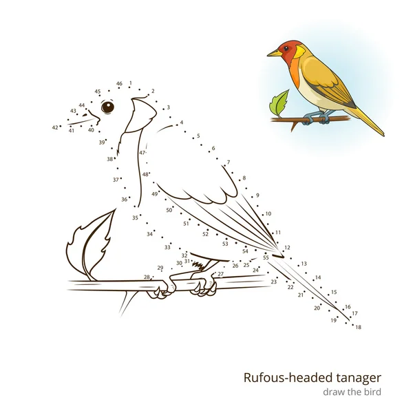 Rufous testa tanager disegnare vettore — Vettoriale Stock