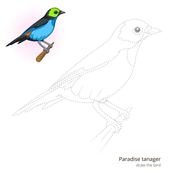 Paraíso pájaro tánger aprender a dibujar vector — Vector de stock