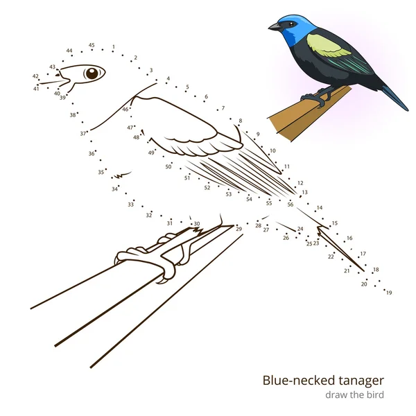 Blu collo tanager uccello imparare a disegnare vettore — Vettoriale Stock