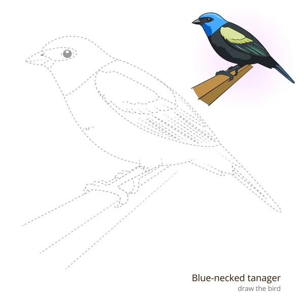 Μπλε necked tanager πουλί μάθετε να επιστήσω διάνυσμα — Διανυσματικό Αρχείο