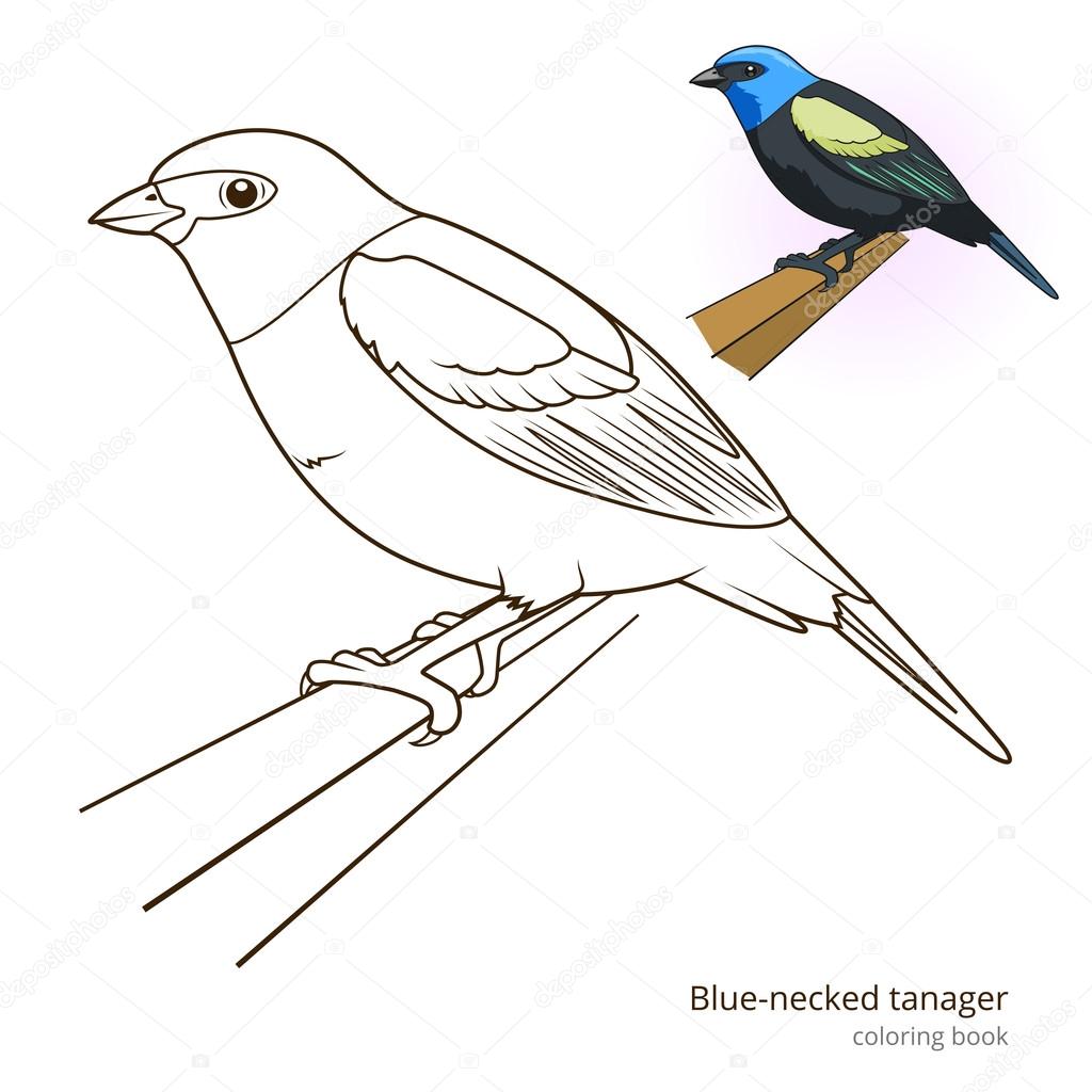 Blue necked tanager color book vector
